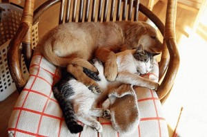 Dog Cat